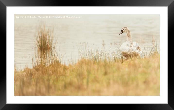 Misty Mute Swan, North Yorkshire Framed Mounted Print by Bradley Taylor