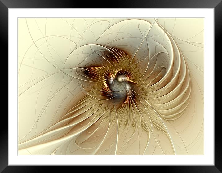 Fine Feathers Framed Mounted Print by Amanda Moore