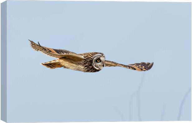 short-eared owl, Cotswold countryside Canvas Print by Brett Pearson