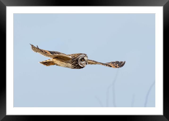 short-eared owl, Cotswold countryside Framed Mounted Print by Brett Pearson