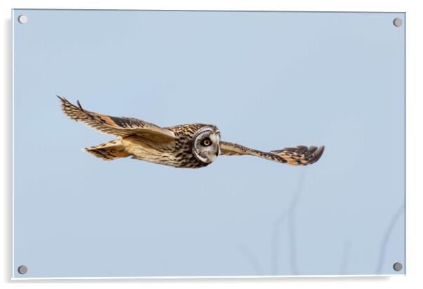 short-eared owl, Cotswold countryside Acrylic by Brett Pearson