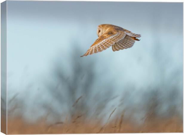 Barn Owl Canvas Print by Brett Pearson