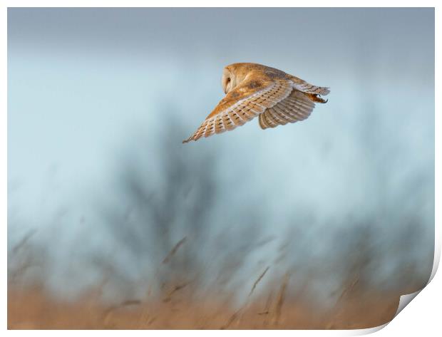 Barn Owl Print by Brett Pearson