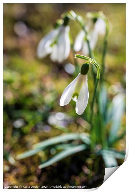 Portrait of Snowdrop Print by Kasia Design