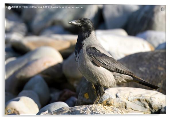 Hooded Crow Acrylic by Tom McPherson