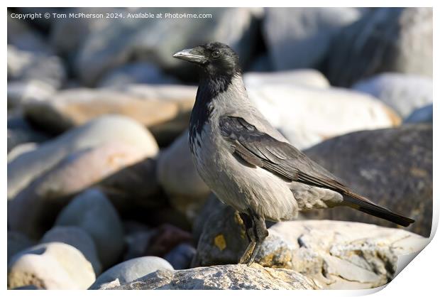 Hooded Crow Print by Tom McPherson