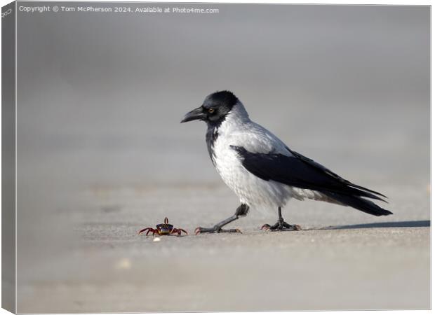 Hooded Crow spots Lunch Canvas Print by Tom McPherson