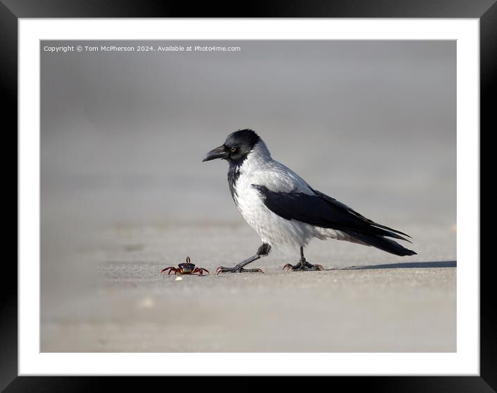 Hooded Crow spots Lunch Framed Mounted Print by Tom McPherson