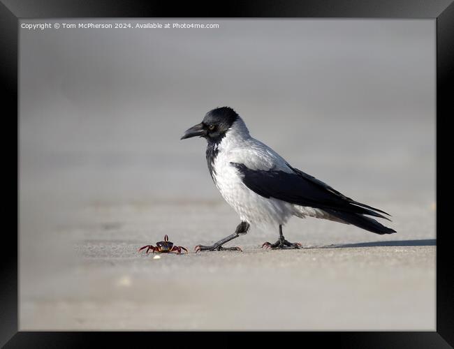 Hooded Crow spots Lunch Framed Print by Tom McPherson