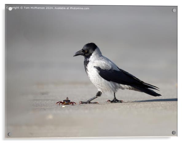 Hooded Crow spots Lunch Acrylic by Tom McPherson