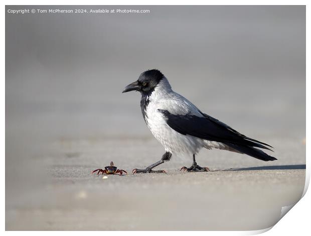 Hooded Crow spots Lunch Print by Tom McPherson