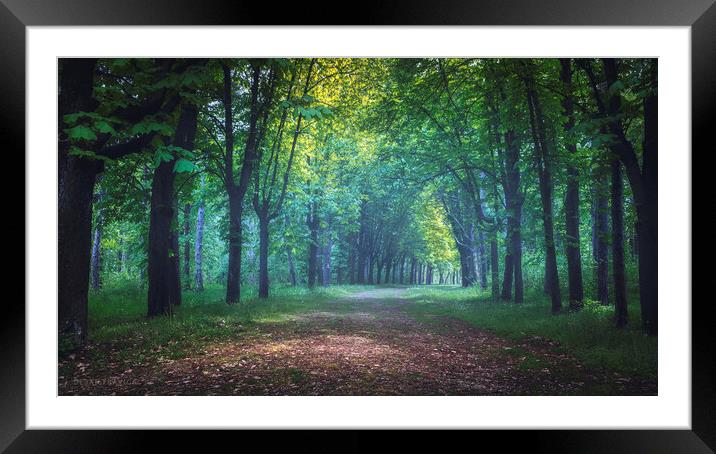 On the road through the forest on Oplenac hill in Serbia Framed Mounted Print by Dejan Travica