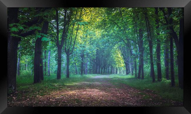 On the road through the forest on Oplenac hill in Serbia Framed Print by Dejan Travica