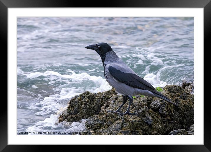 Hooded Crow Looking out to Sea Framed Mounted Print by Tom McPherson