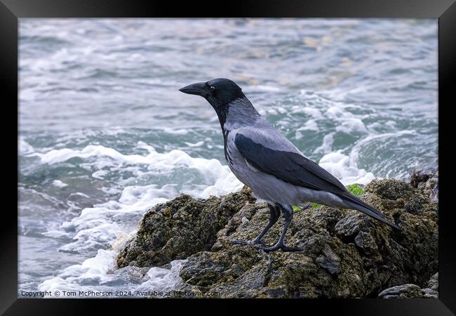 Hooded Crow Looking out to Sea Framed Print by Tom McPherson