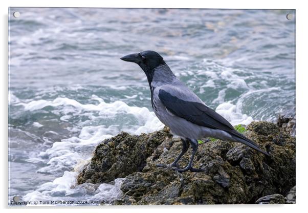 Hooded Crow Looking out to Sea Acrylic by Tom McPherson