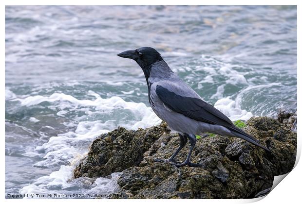 Hooded Crow Looking out to Sea Print by Tom McPherson