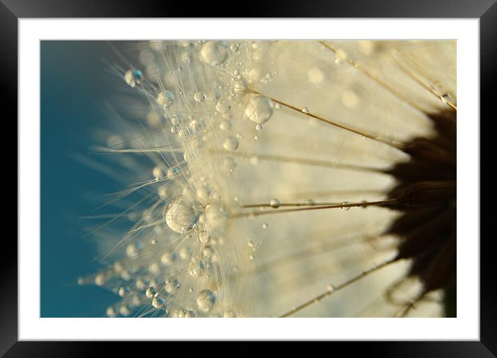 Dandelion with Blue Framed Mounted Print by Sharon Johnstone