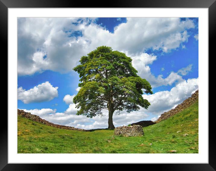Iconic Sycamore Gap on Hadrian's Wall Framed Mounted Print by Tracey Turner