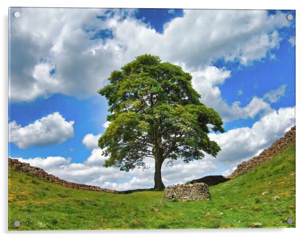 Iconic Sycamore Gap on Hadrian's Wall Acrylic by Tracey Turner