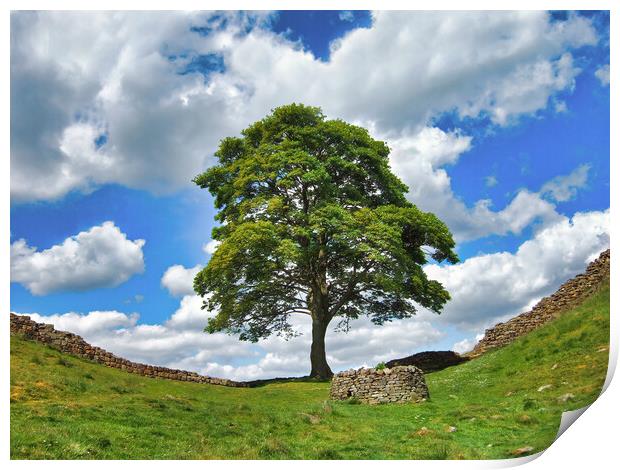 Iconic Sycamore Gap on Hadrian's Wall Print by Tracey Turner