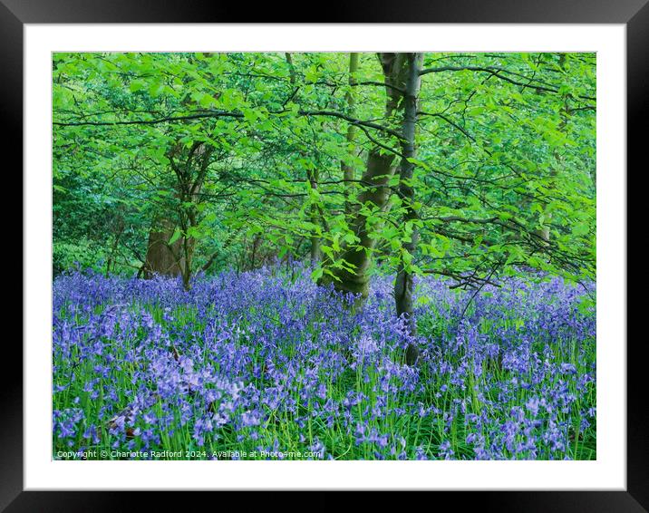 Bluebell Dell  Framed Mounted Print by Charlotte Radford