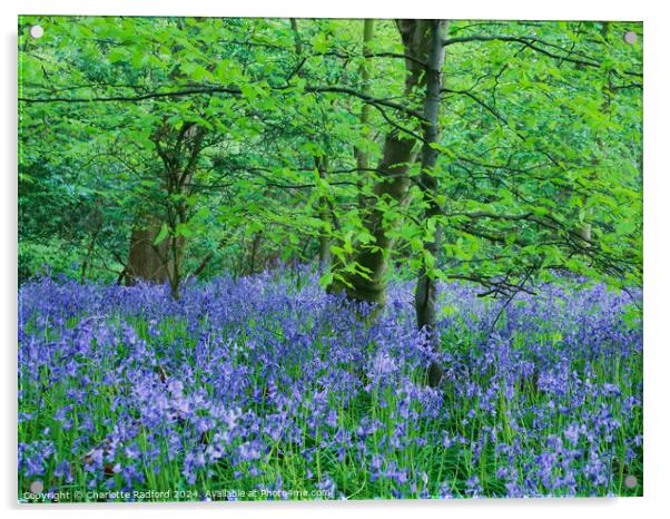 Bluebell Dell  Acrylic by Charlotte Radford