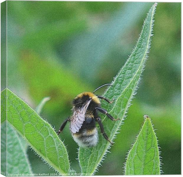 Bee Happy Canvas Print by Charlotte Radford