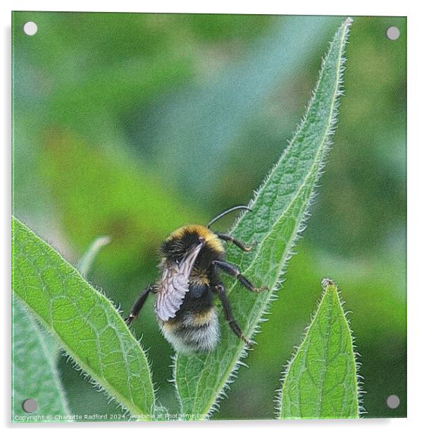 Bee Happy Acrylic by Charlotte Radford