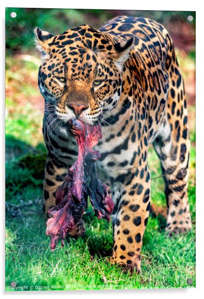 South American Jaguar - After The Hunt Acrylic by Darren Wilkes