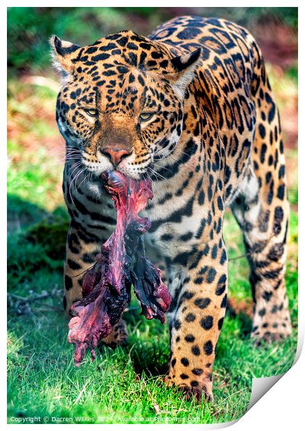 South American Jaguar - After The Hunt Print by Darren Wilkes