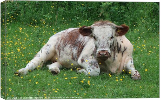 An English Longhorn lazing in buttercups Canvas Print by Charlotte Radford