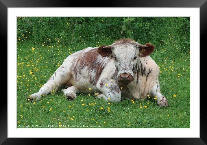 An English Longhorn lazing in buttercups Framed Mounted Print by Charlotte Radford