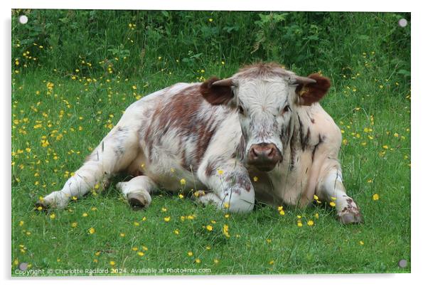 An English Longhorn lazing in buttercups Acrylic by Charlotte Radford