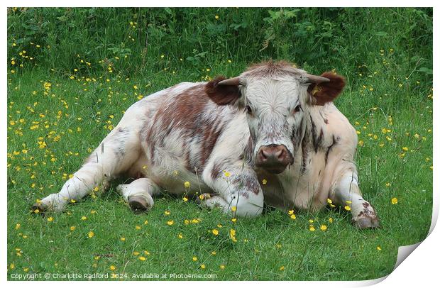 An English Longhorn lazing in buttercups Print by Charlotte Radford