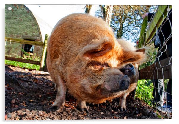 New Zealand Kunekune Pig Acrylic by Andy Evans Photos