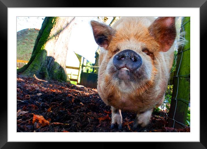 New Zealand Kunekune Pig Framed Mounted Print by Andy Evans Photos