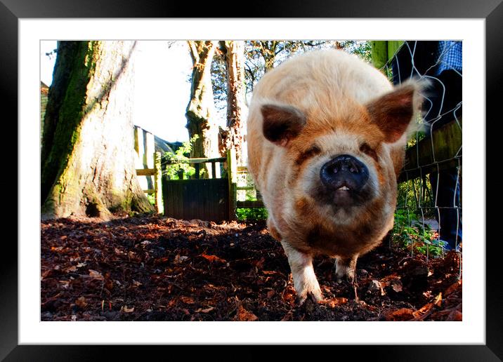 New Zealand Kunekune Pig Framed Mounted Print by Andy Evans Photos