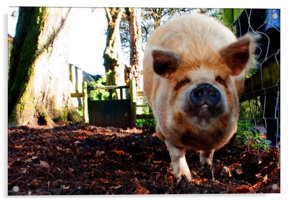 New Zealand Kunekune Pig Acrylic by Andy Evans Photos