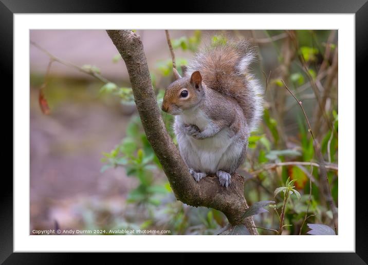 Grey Squirrel Framed Mounted Print by Andy Durnin