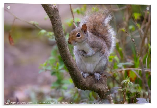 Grey Squirrel Acrylic by Andy Durnin