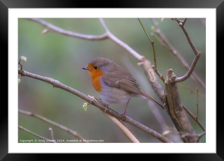 Robin Red Breast Framed Mounted Print by Andy Durnin