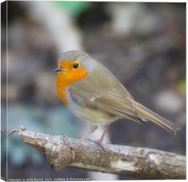 Robin Red Breast Canvas Print by Andy Durnin