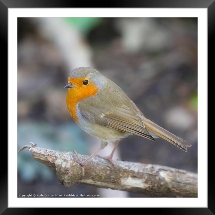 Robin Red Breast Framed Mounted Print by Andy Durnin
