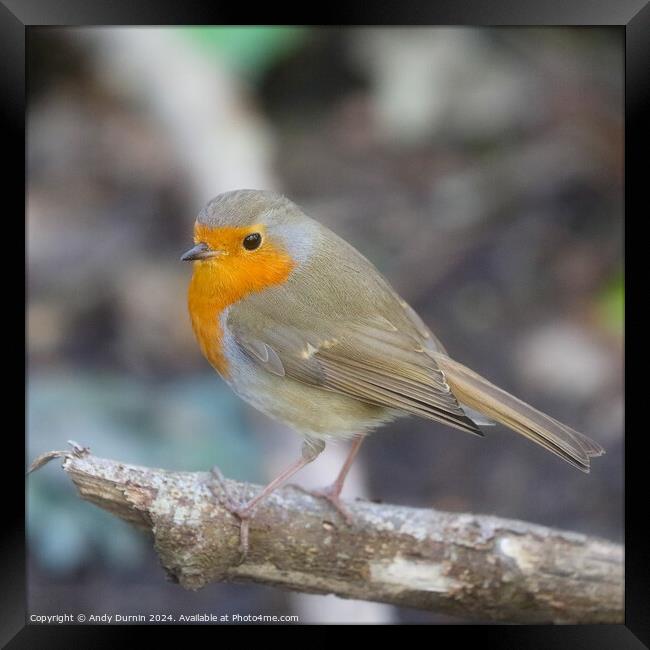 Robin Red Breast Framed Print by Andy Durnin