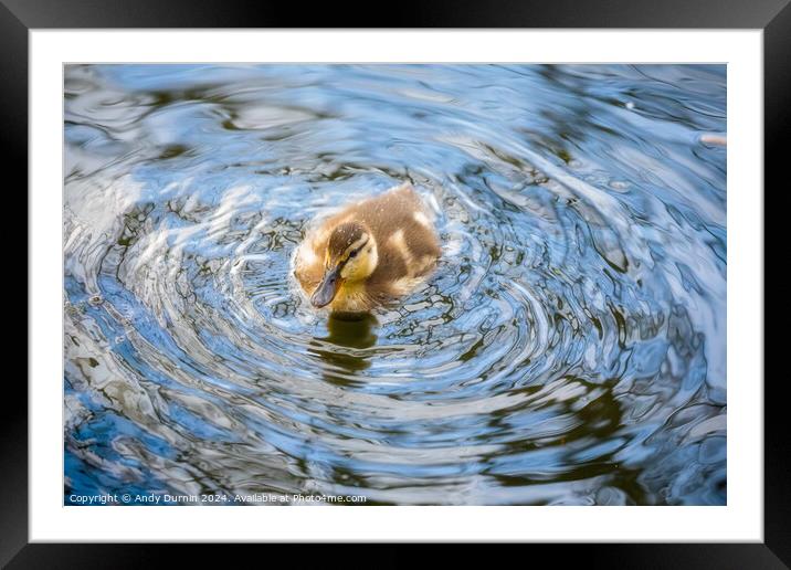 Cute Duckling Framed Mounted Print by Andy Durnin