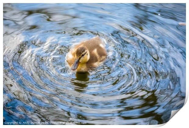 Cute Duckling Print by Andy Durnin
