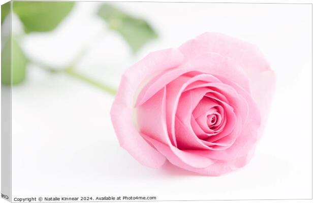 Pale Pink Rose Flower Close Up Canvas Print by Natalie Kinnear