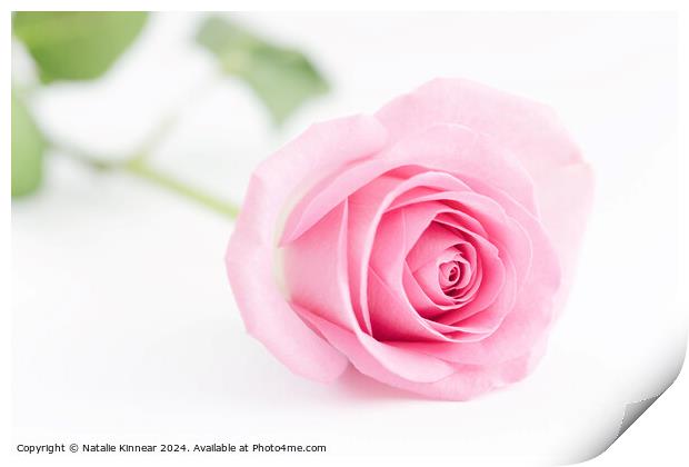 Pale Pink Rose Flower Close Up Print by Natalie Kinnear
