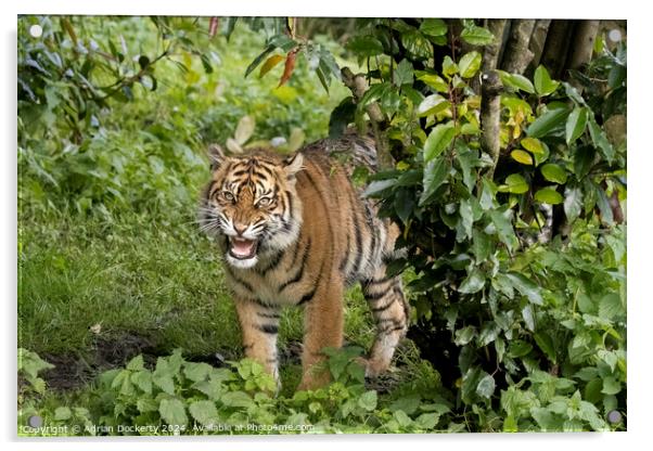 Sumatran Tiger Raya Acrylic by Adrian Dockerty